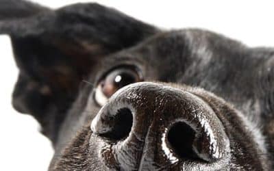 Is Your Dog Really a Good Security System?