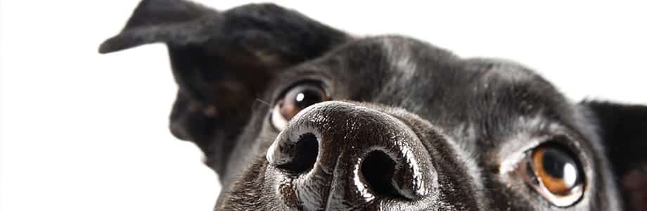 Is Your Dog Really a Good Security System?