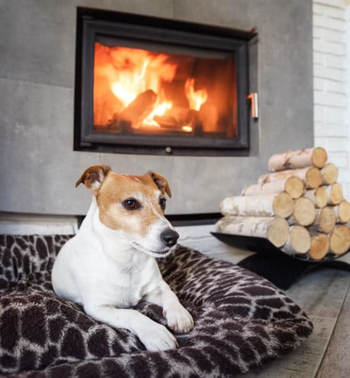 Living room with fireplace and dog sitting near by as a reminder of a Carbon monoxide threat